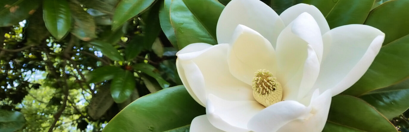 Magnolia flower